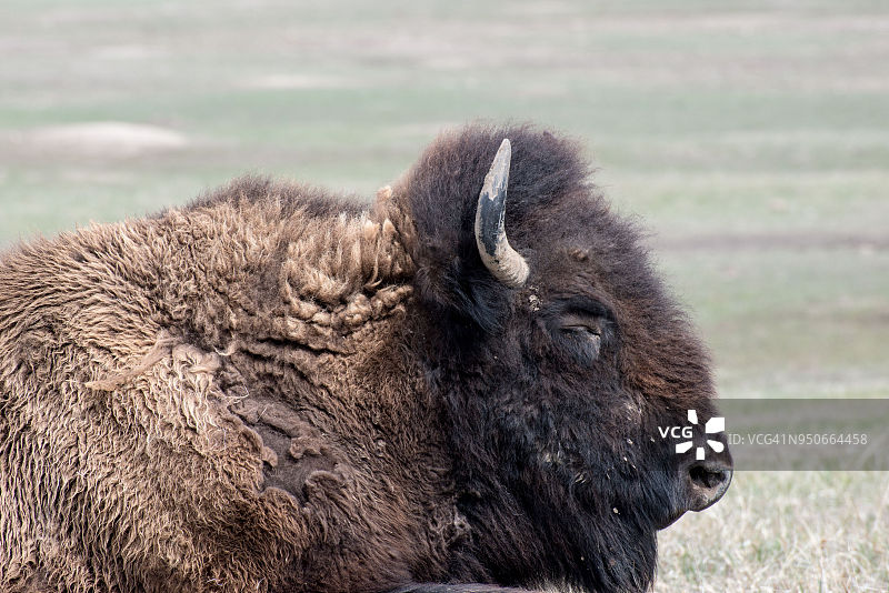 美洲野牛，在草原上睡觉的野牛图片素材