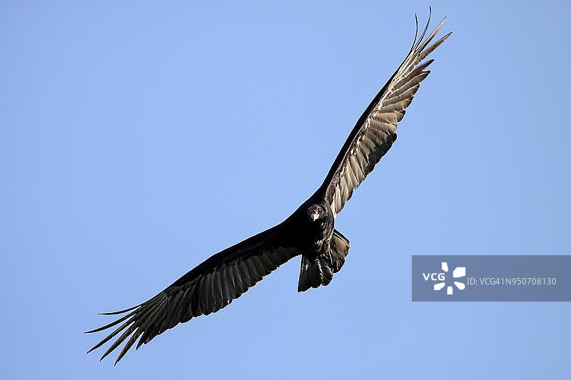 飞行中的秃鹫（Cathartes aura），古巴阿特米萨省图片素材