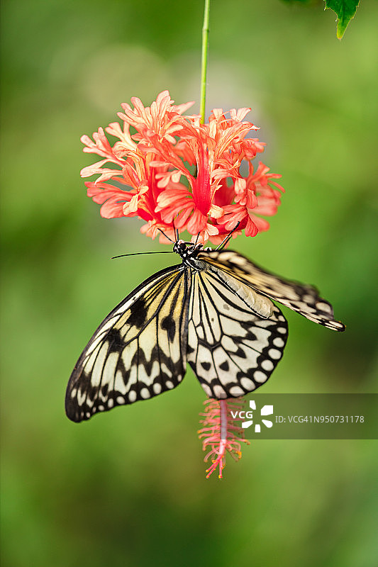 原始森林中的大绢斑蝶图片素材