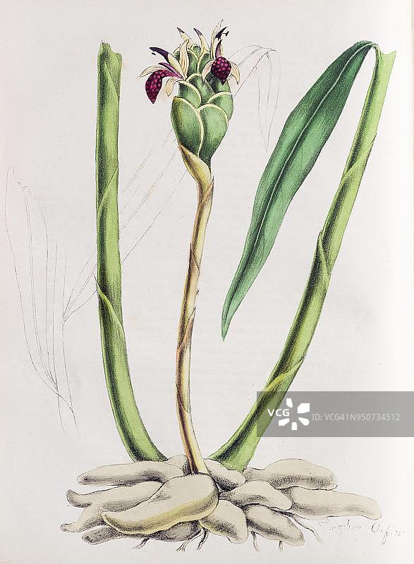 姜植物（Zingiber officinale），来自Plantae Utiliores或有用植物插图，Mary Ann Burnett手绘，1842年图片素材