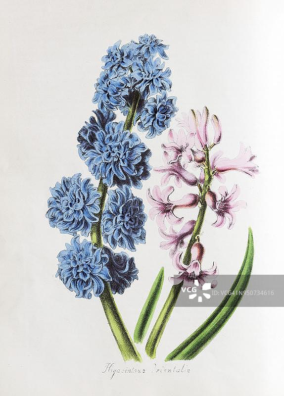 风信子（植物图谱手绘彩图，1842年）图片素材
