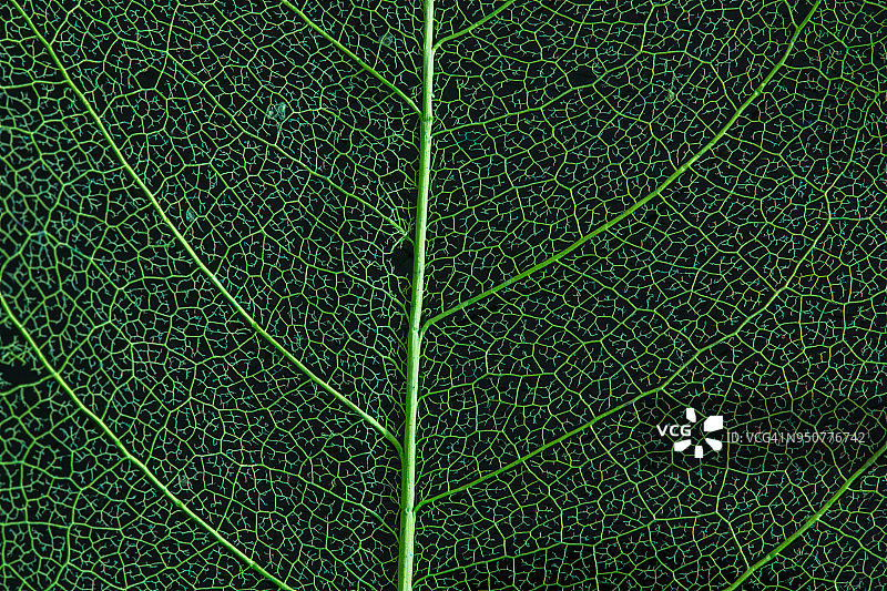 树叶特写图片素材