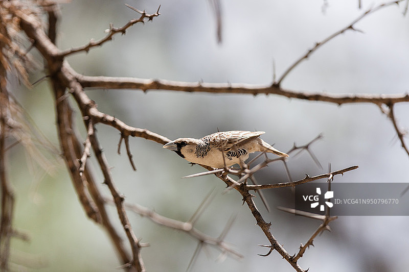群织雀图片素材