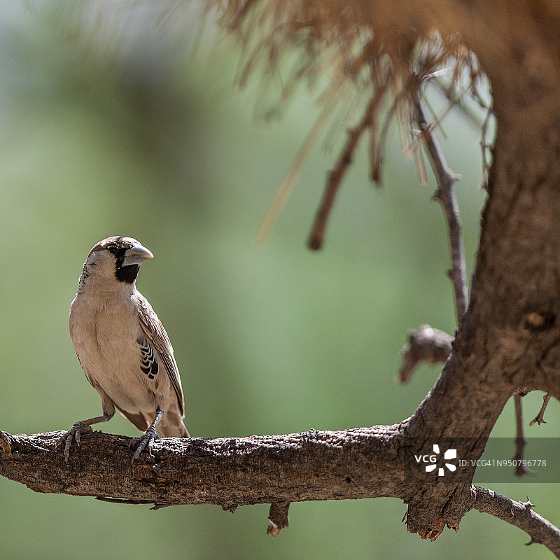 群织雀图片素材