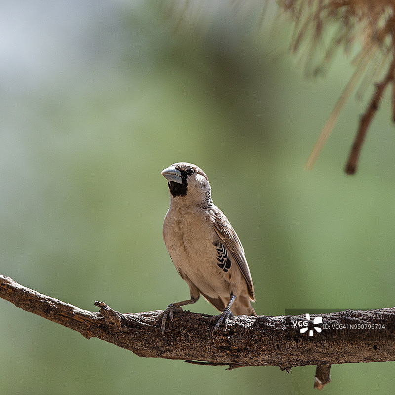 群织雀图片素材
