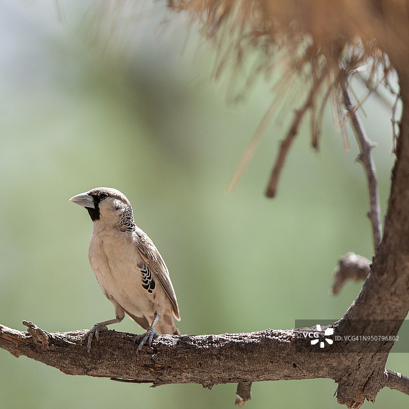 群织雀图片素材