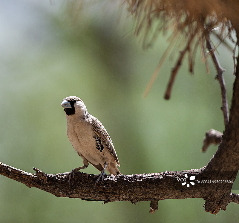 群织雀图片素材