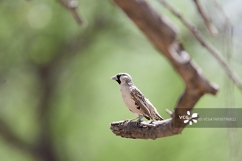 群织雀图片素材