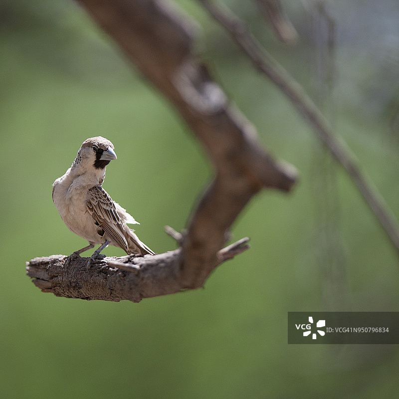 群织雀图片素材