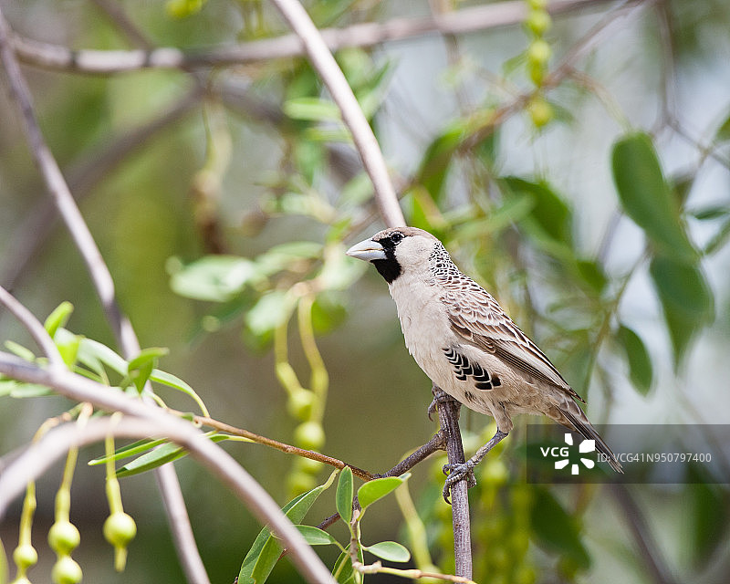 群织雀图片素材