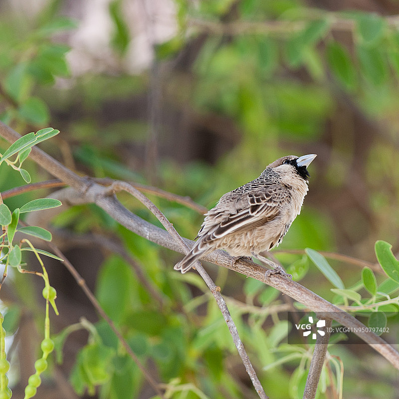 群织雀图片素材