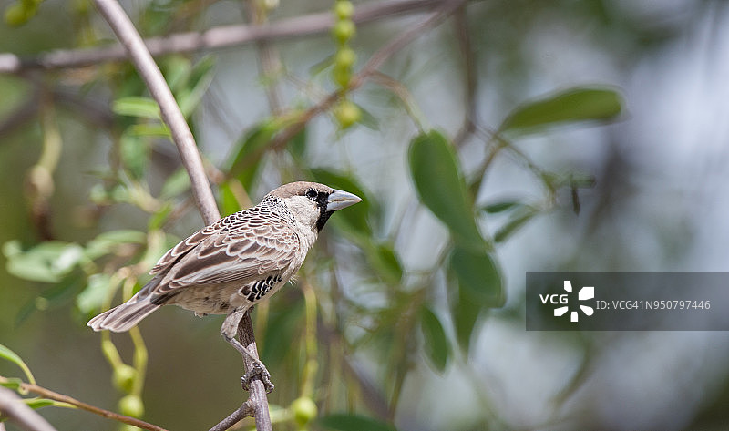 群织雀图片素材