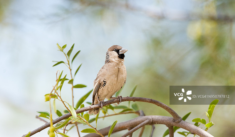 群织雀图片素材