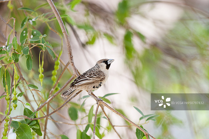群织雀图片素材