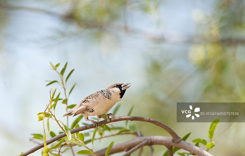 群织雀图片素材