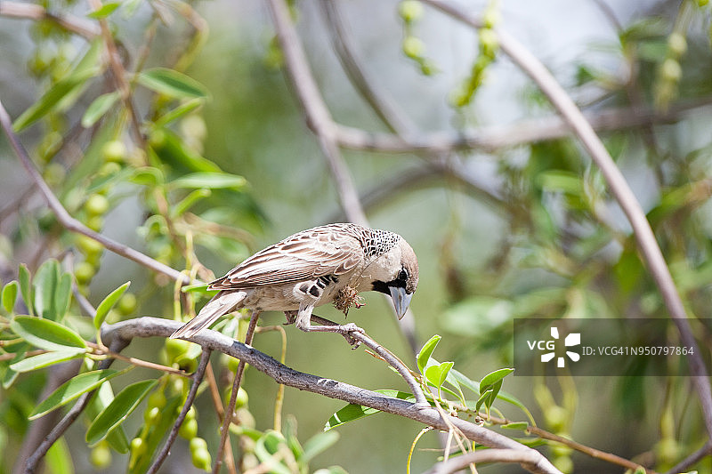 群织雀图片素材