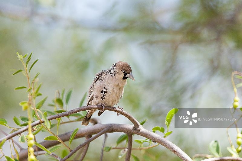 群织雀图片素材