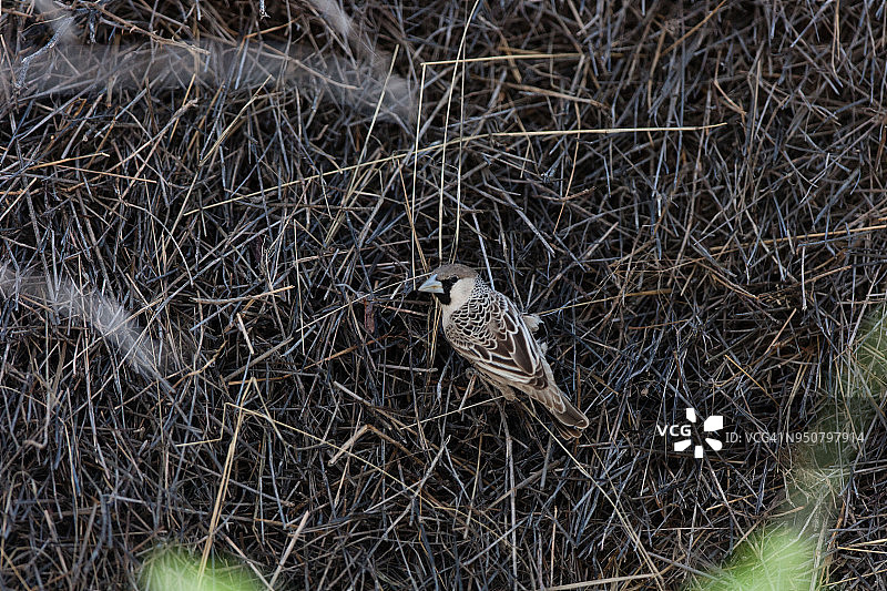 群织雀图片素材