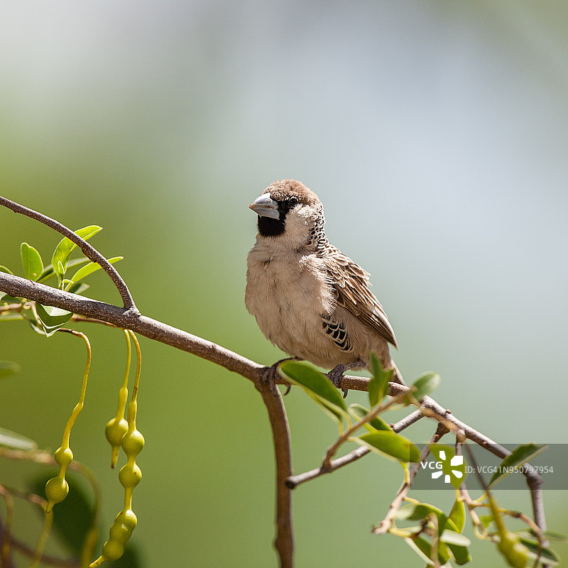 群织雀图片素材