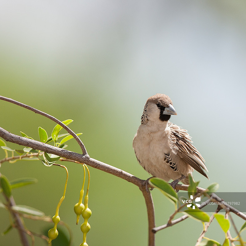 群织雀图片素材