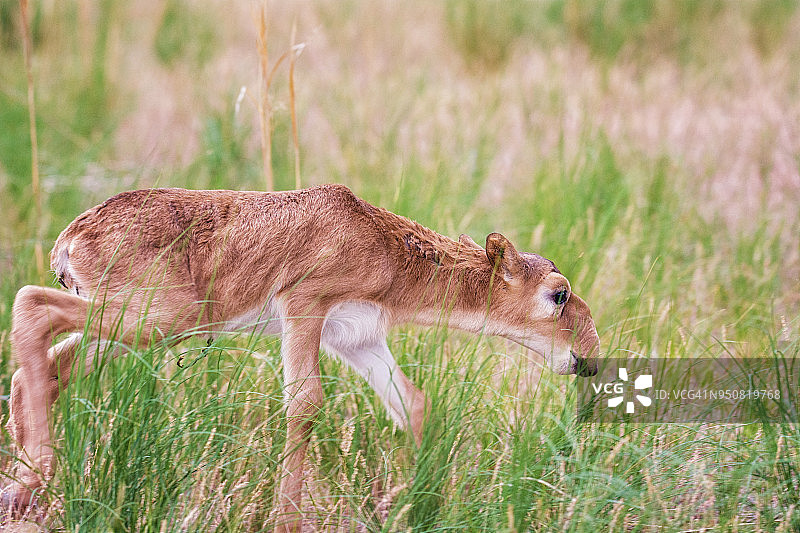 赛加羚羊幼崽图片素材