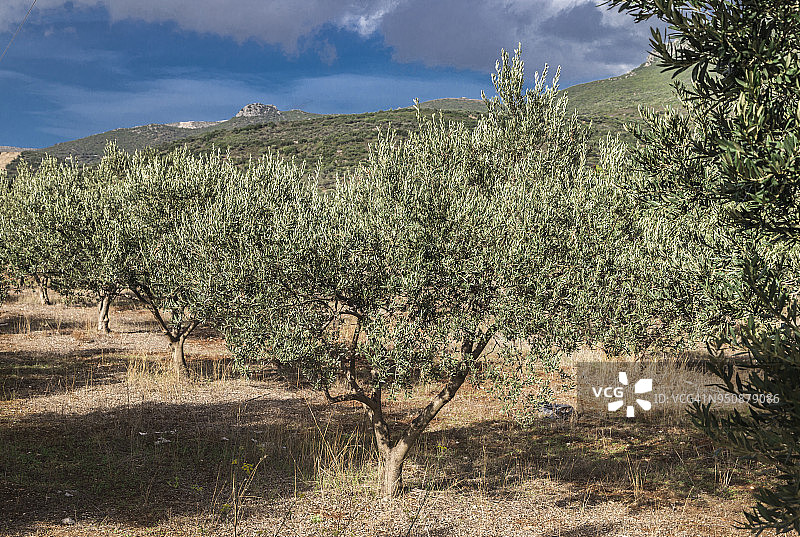 希腊橄榄园中的橄榄树图片素材