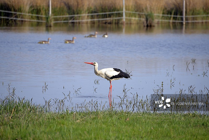 铁锈色鹳图片素材