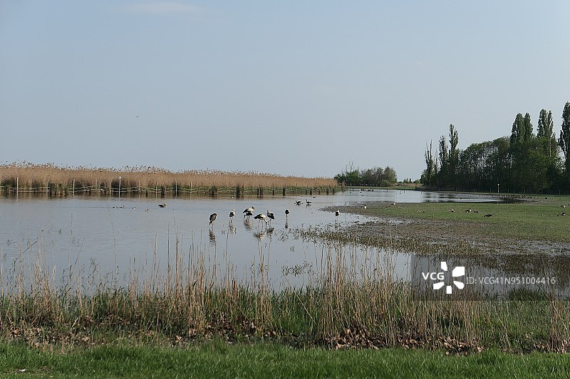 铁锈色鹳图片素材