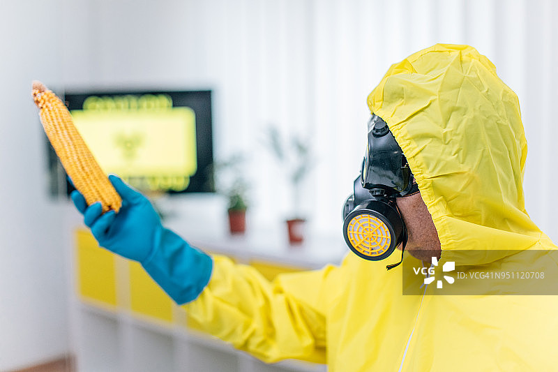 男人对玉米进行实验图片素材