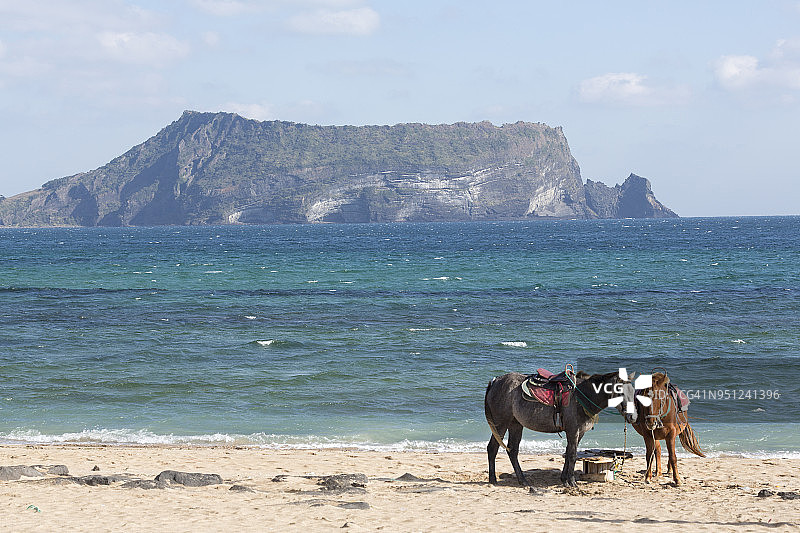 海滩上的马图片素材
