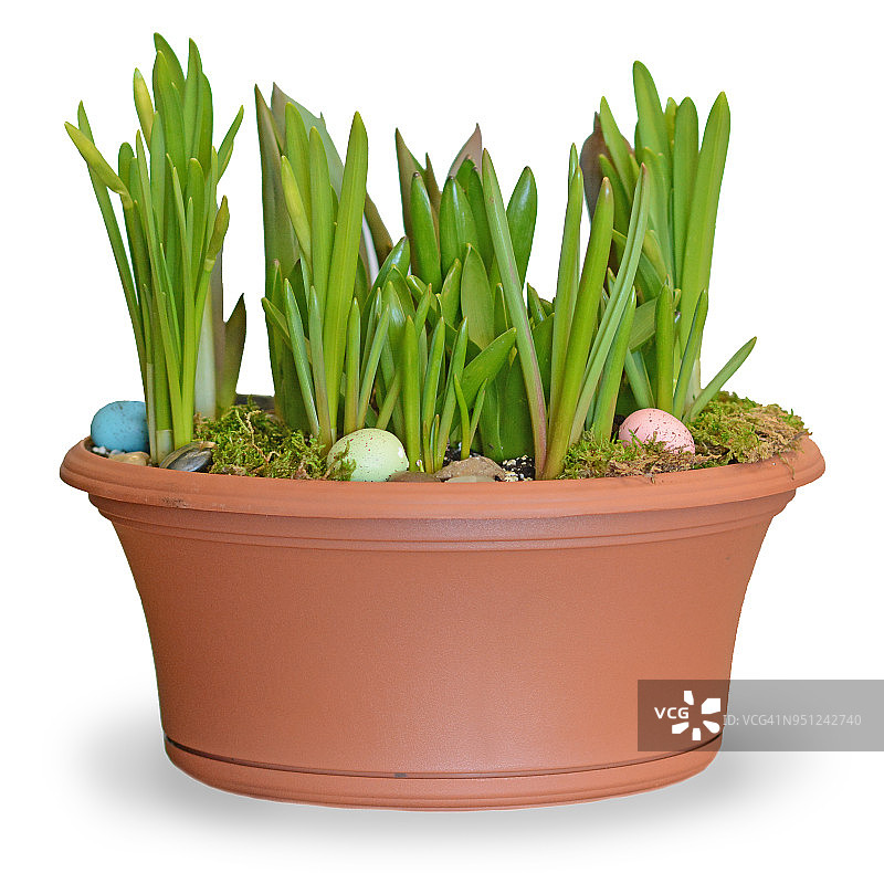 白色背景的球茎花园图片素材