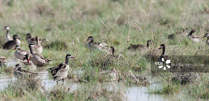 红嘴鸭图片素材