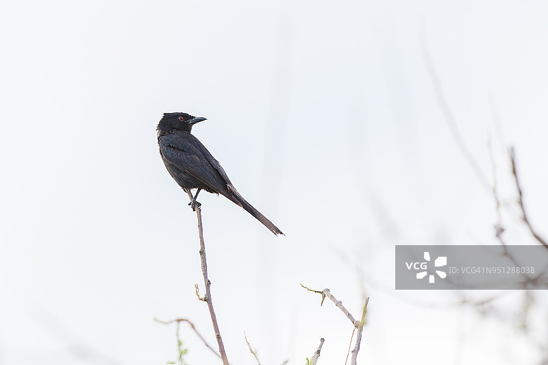 叉尾卷尾图片素材
