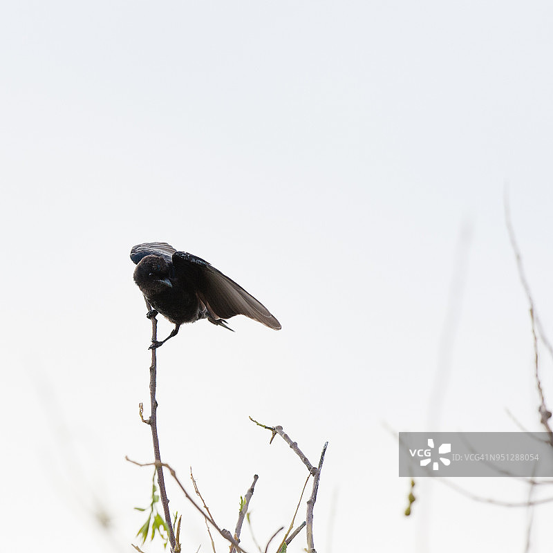 叉尾卷尾图片素材