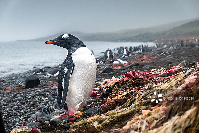 南设得兰群岛格林威治岛上的巴布亚企鹅特写图片素材