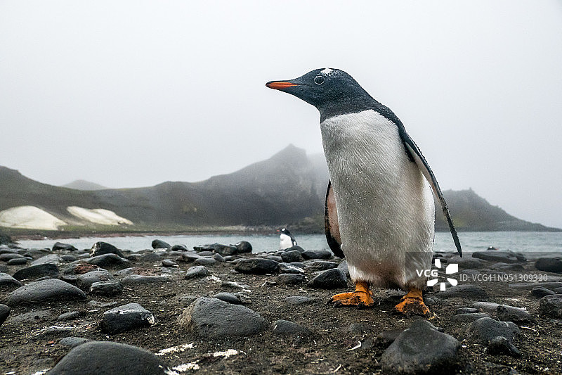 格林威治岛海滩上的巴布亚企鹅图片素材