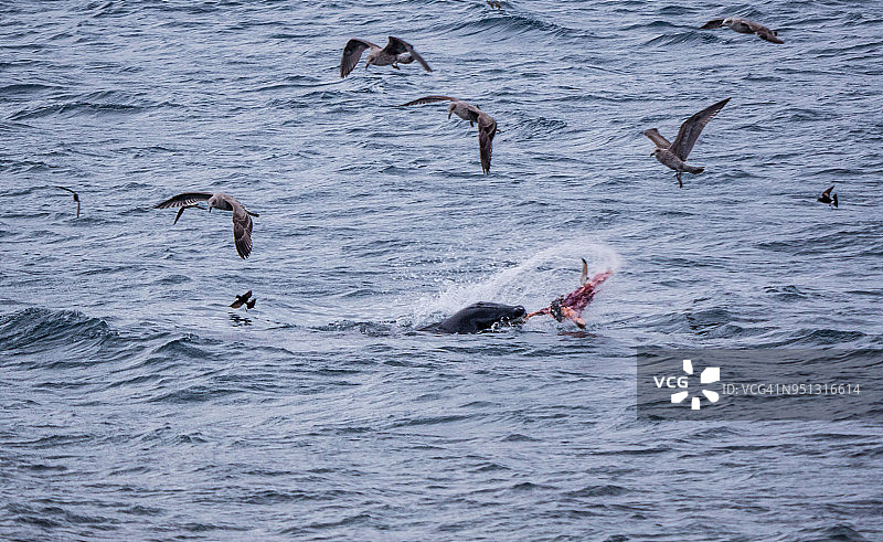 海豹在海里吃企鹅，贼鸥试图偷食物图片素材