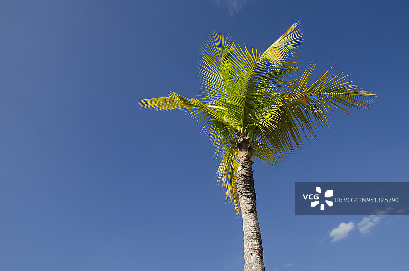 棕榈树图片素材