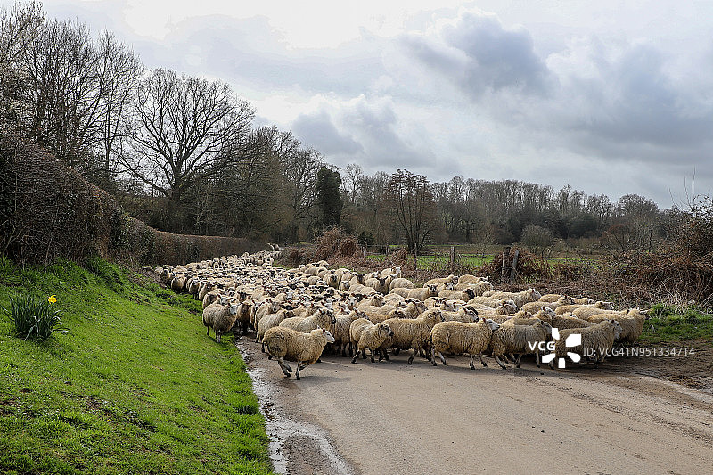 在苏塞克斯乡村道路上被驱赶的羊群图片素材