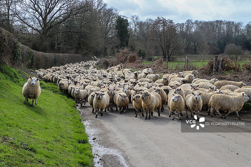 在苏塞克斯乡村道路上被驱赶的羊群图片素材