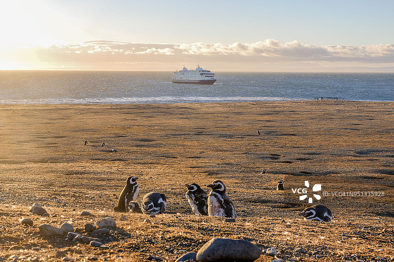 麦哲伦海峡的麦哲伦企鹅与船只图片素材