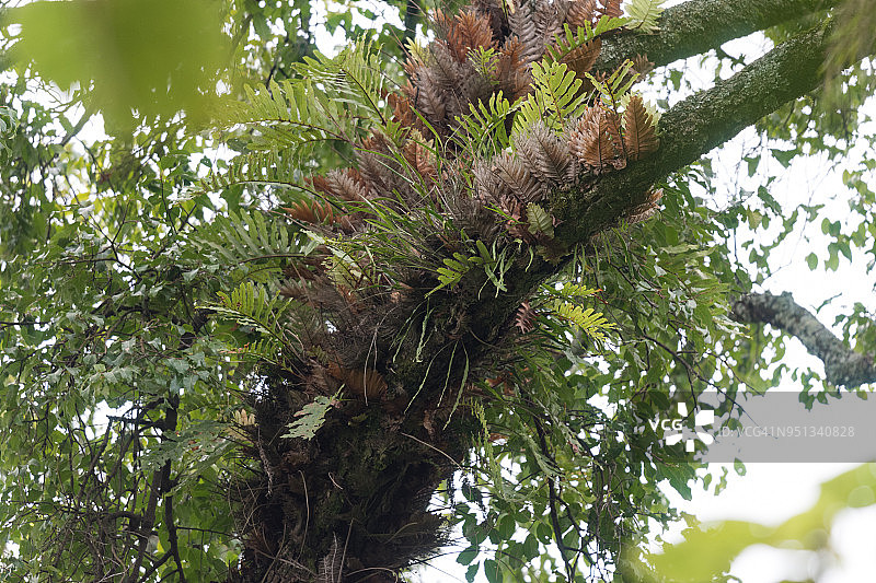 附生蕨类植物图片素材