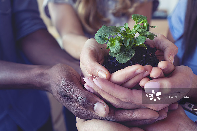 增长概念：人们拿着一棵植物幼苗图片素材
