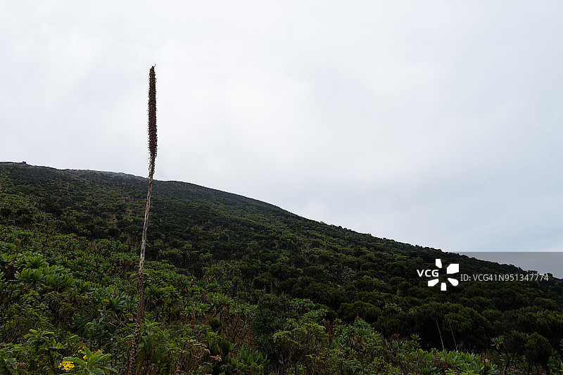 尼拉贡戈火山上的植被图片素材