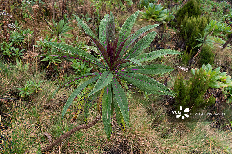 尼拉贡戈火山上的植被图片素材