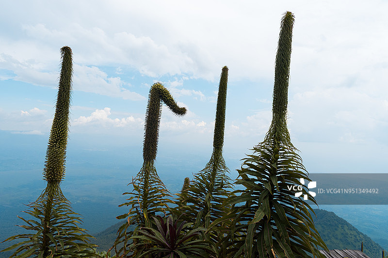 尼拉贡戈火山上的植被图片素材