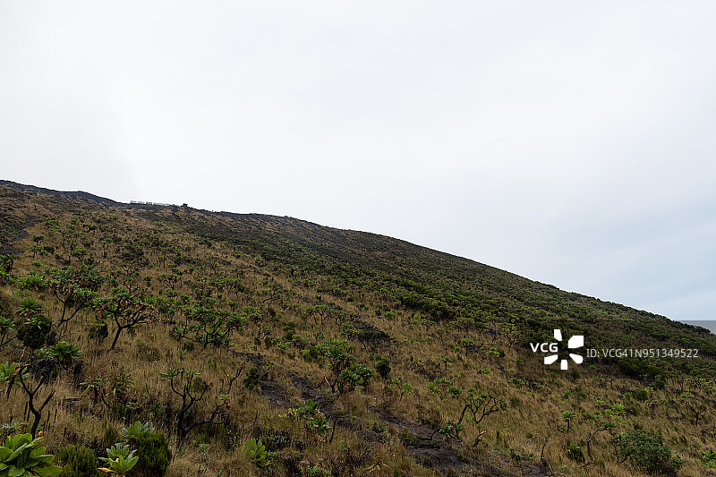 尼拉贡戈火山上的植被图片素材