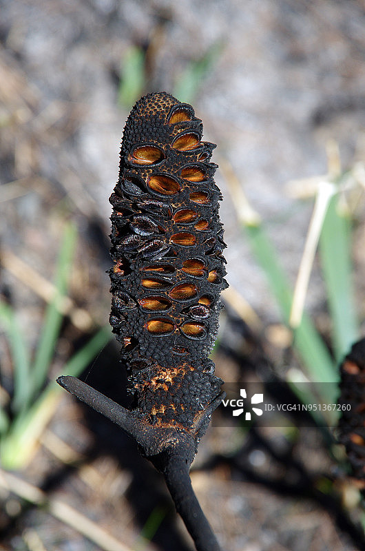 山火后的班克西木种子荚图片素材