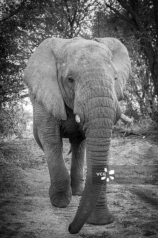 朝向相机冲锋的大象的黑白图像图片素材