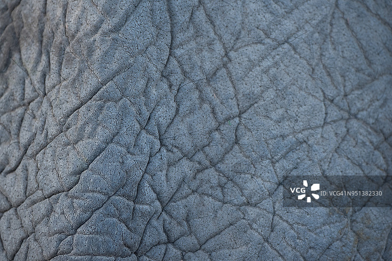 大象皮肤纹理特写图片素材